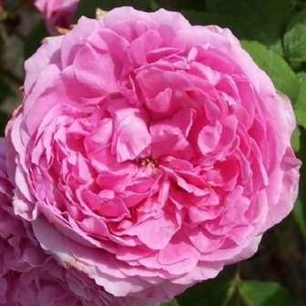 185-250 cm Rosa Fritz Nobis - Růžová -