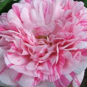 Rosa Madame Knorr - Růžová s tmavým vnitřkem -