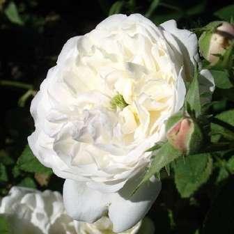 Rosa Madame Moreau - 0 - Historické růže -