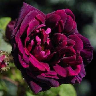 Historické růže - Růže Alba / Rosa Alba 120-185