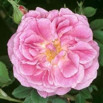 Rosa Gallica 70-90 cm Rosa Queen of