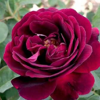 Historické růže Rosa Souvenir du Docteur