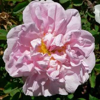 Perpetual hibrid 150-305 cm Rosa Stanwell