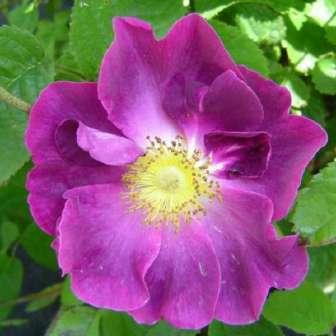 růže - Centifolia 150 cm Rosa Violacea -
