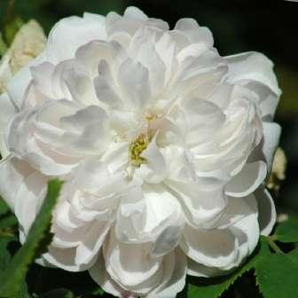Rosa Gallica 150-215 cm Rosa White