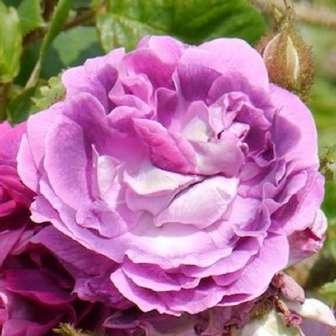 - Perpetual hibrid 90-120 cm Rosa William