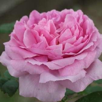 Machové růže / Rosa muscosa 185-245 cm