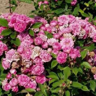 růže 20-40 cm Rosa Bajor