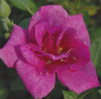 30-35 cm středně Rosa