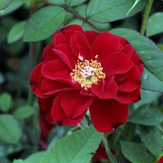 20-40 cm Rosa Fekete