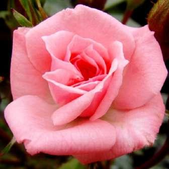 Mini růže Rosa Rennie's