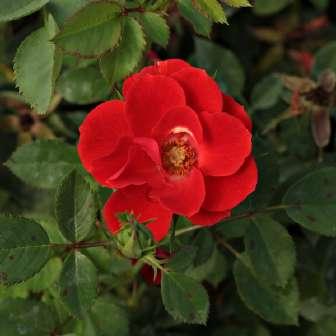 20-40 cm Rosa Tara Allison