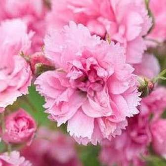 Parkové - Keřová růže Rosa