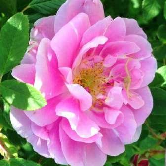 růže 150-215 cm Rosa Thérèse
