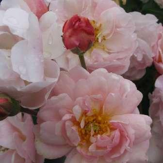 růže 150-200 cm Rosa