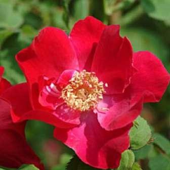 růže 150-305 cm Rosa Eddie's