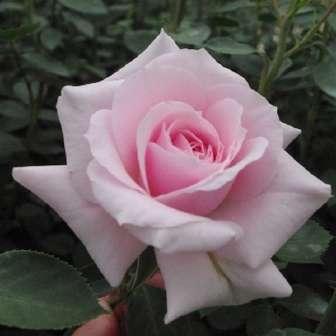 růže 245-275 cm Rosa