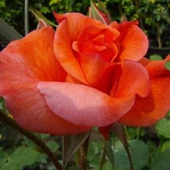 Parkové - Keřová růže Rosa
