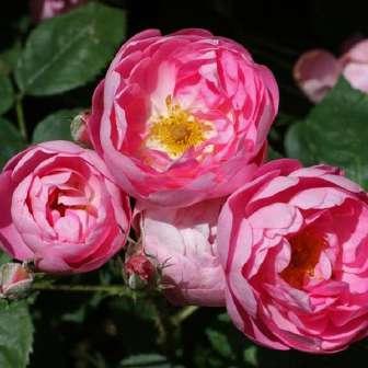 růže 180-220 cm Rosa