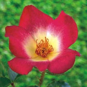 Parkové růže 90-300 cm Rosa