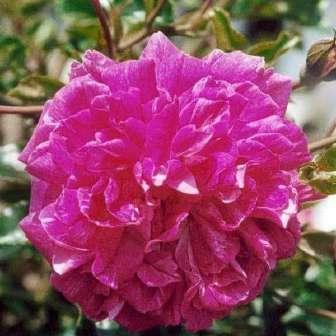 180-400 cm Rosa Alexandre