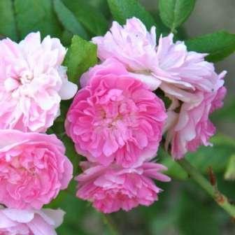 Rosa Belle de Sardaigne -