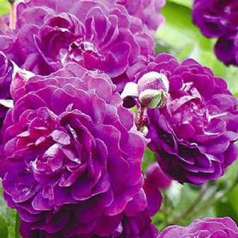 200-400 cm Rosa Bleu Magenta -
