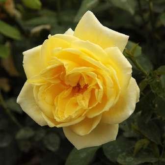 Schlingrosen 245-760 cm Rosa