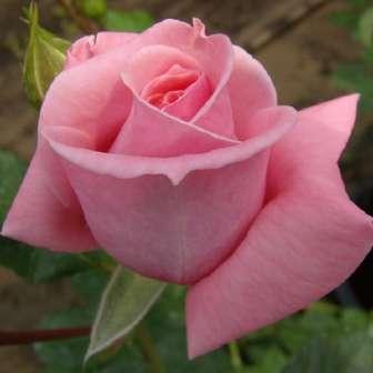 245-610 cm Rosa Coral Dawn -