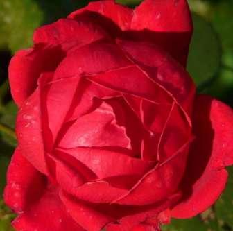280-320 cm Rosa Demokracie -