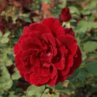 380-420 cm Rosa Don Juan - 