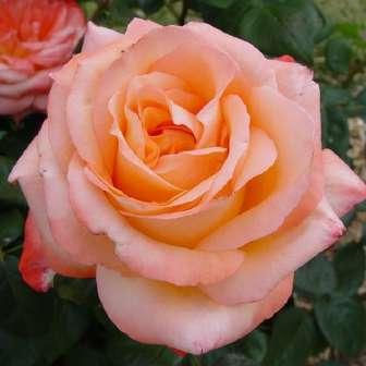 Rosa Frohsinn -