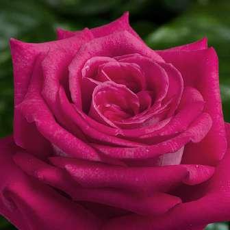 120-150 cm Rosa