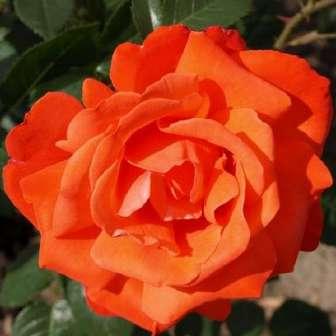 50-90 cm Rosa