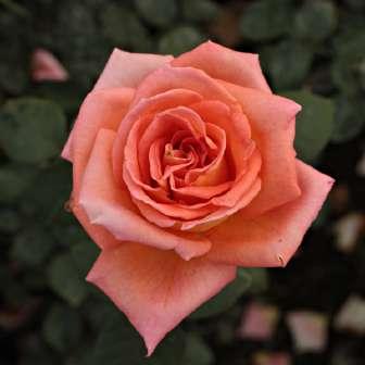 Altesse 75 - 