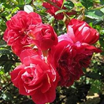 Kletter 280-320 cm středně Rosa