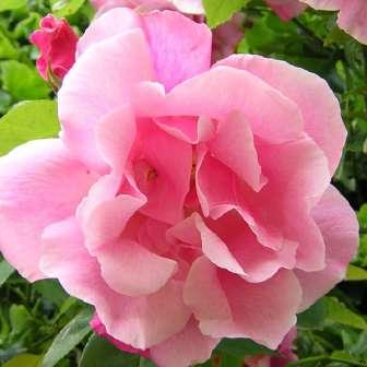 Climber, Kletter 250 cm Rosa