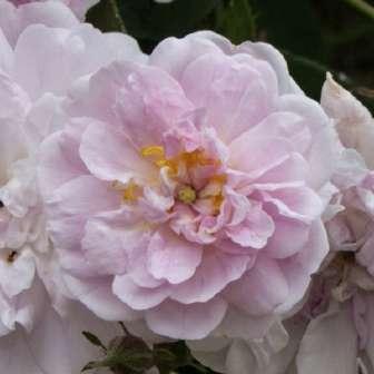 Kletter 160-200 cm Rosa Paul's