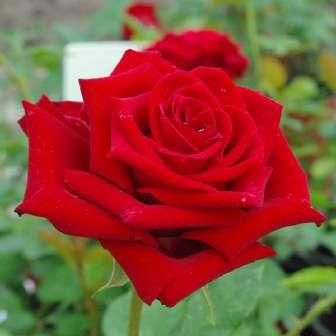 Kletter 340-380 cm Rosa