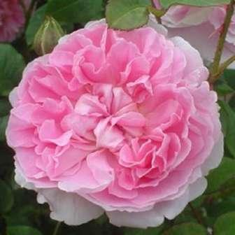 Rosa Auslight - Růžová -