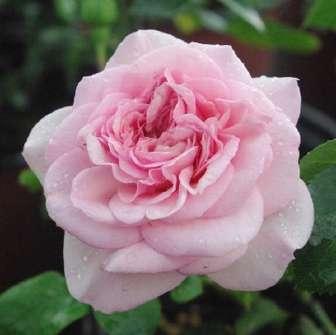 Rosa Ausglisten - Růžová -