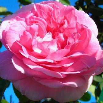 Romantické růže Rosa Ausram -