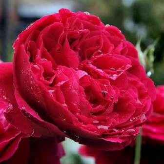 Anglické růže 90-215 cm Rosa