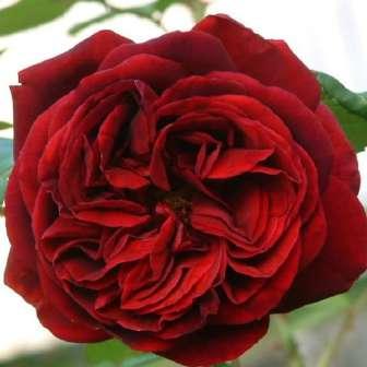 cm Rosa The Dark Lady -
