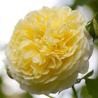 100-120 cm Rosa The Pilgrim