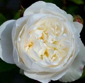 105-305 cm středně Rosa
