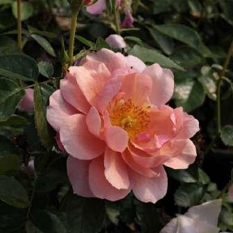 Grandiflora 80-150 cm Rosa