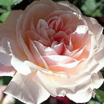 Grandiflora 100-120 cm Rosa