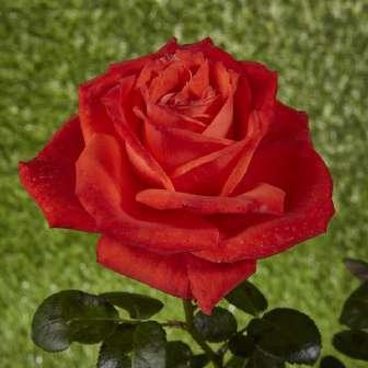- Grandiflora 100-160 cm Rosa