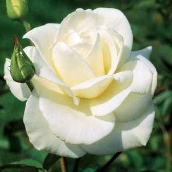 Grandiflora 70-90 cm Rosa Mount